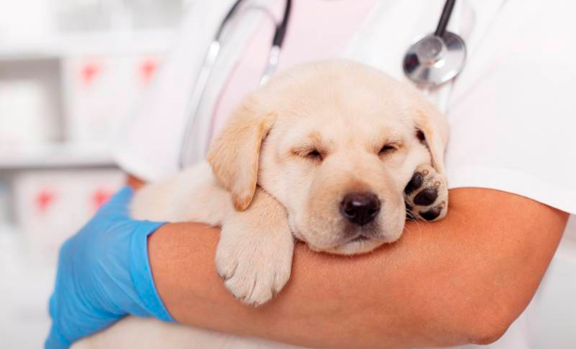 docdog. Разработка логотипа для ветеринарной клиники. — Изображение №3 — Брендинг на Dprofile