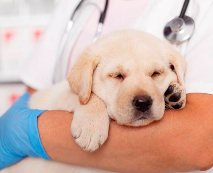 docdog. Разработка логотипа для ветеринарной клиники. — Брендинг на Dprofile