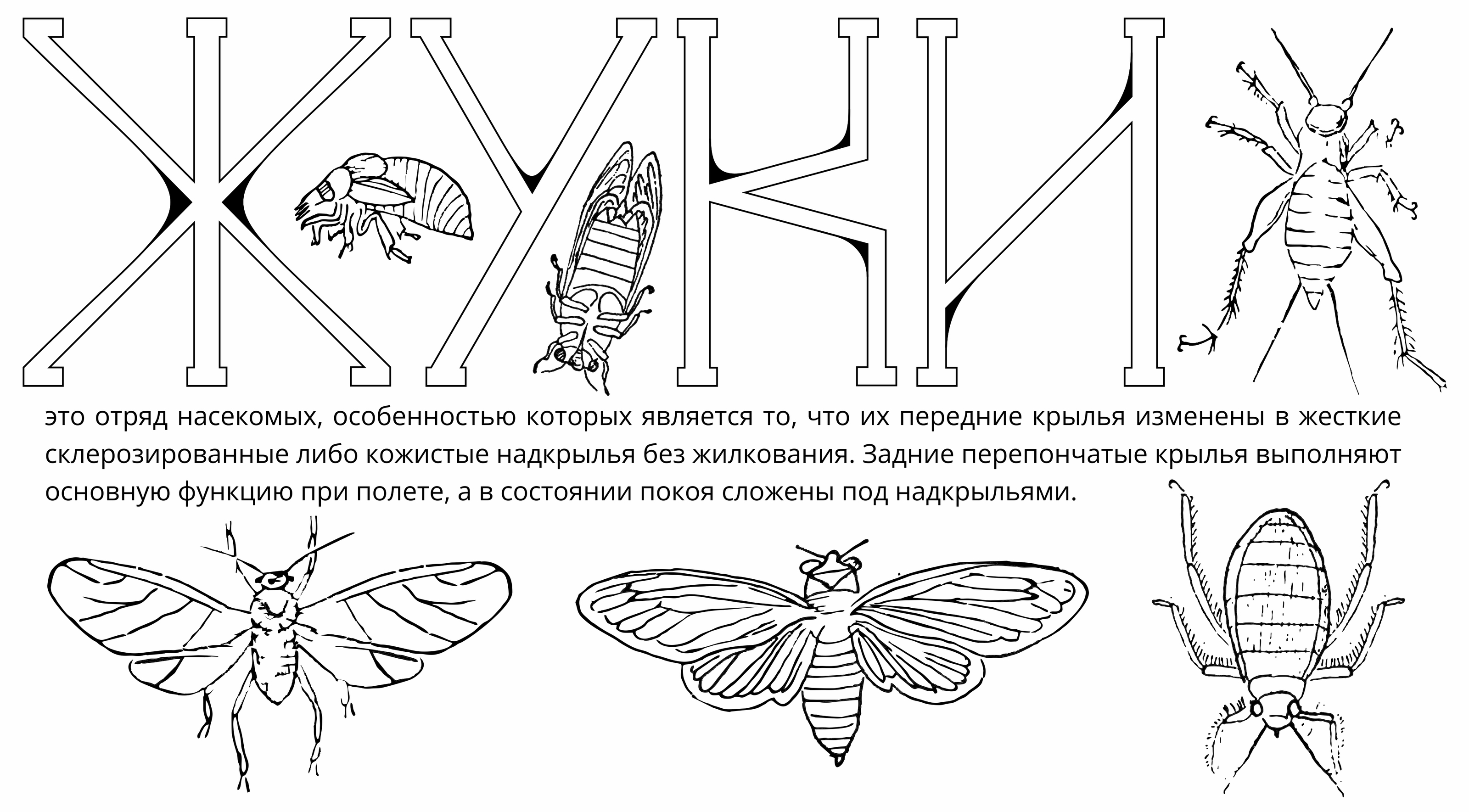 Sacvoyage — Display Font — Изображение №9 — Графика на Dprofile