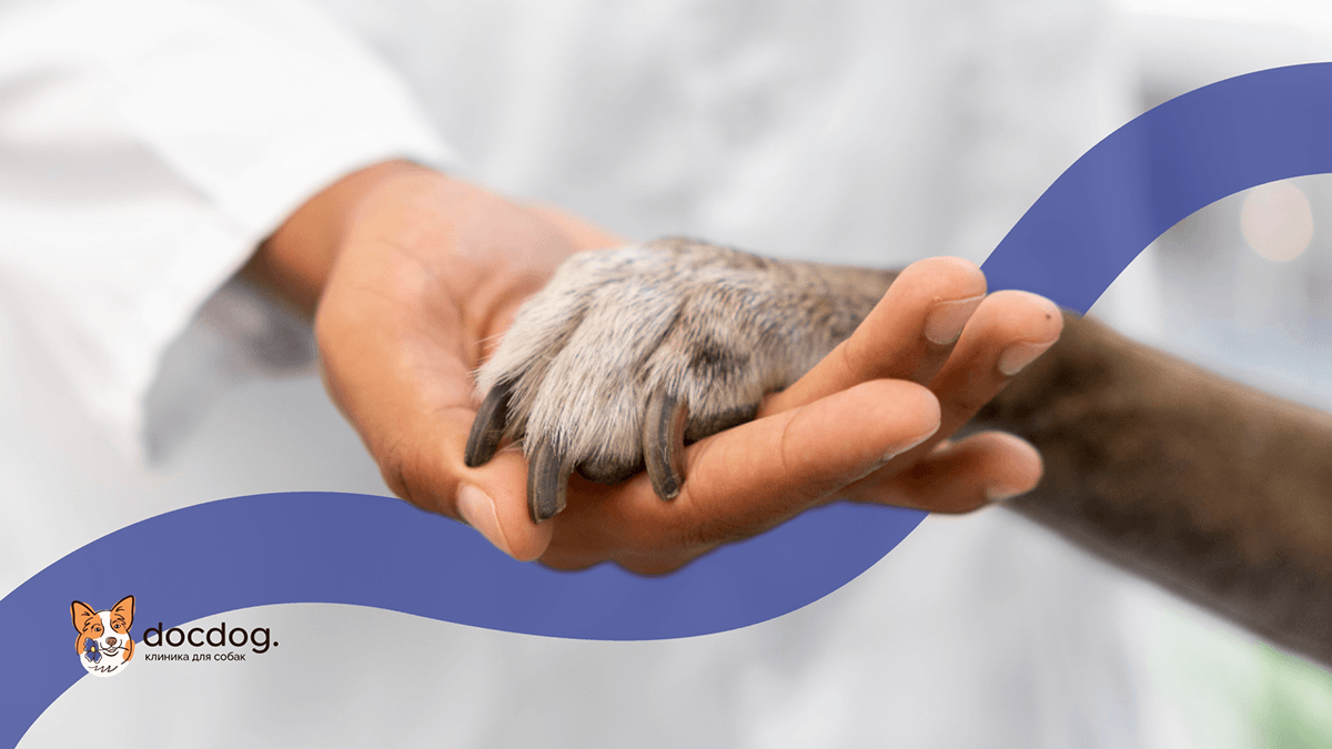 Фирменный стиль для ветеринарной клиники | docdog. — Изображение №1 — Брендинг, Иллюстрация на Dprofile