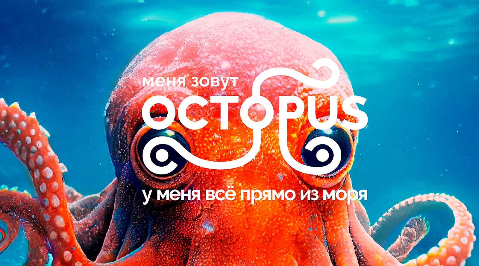 Логотип сети магазинов морепродуктов Octopus — Изображение №3 — Брендинг на Dprofile