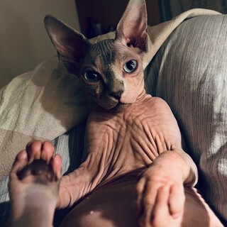 Аватар пользователя Полькен Штрасса