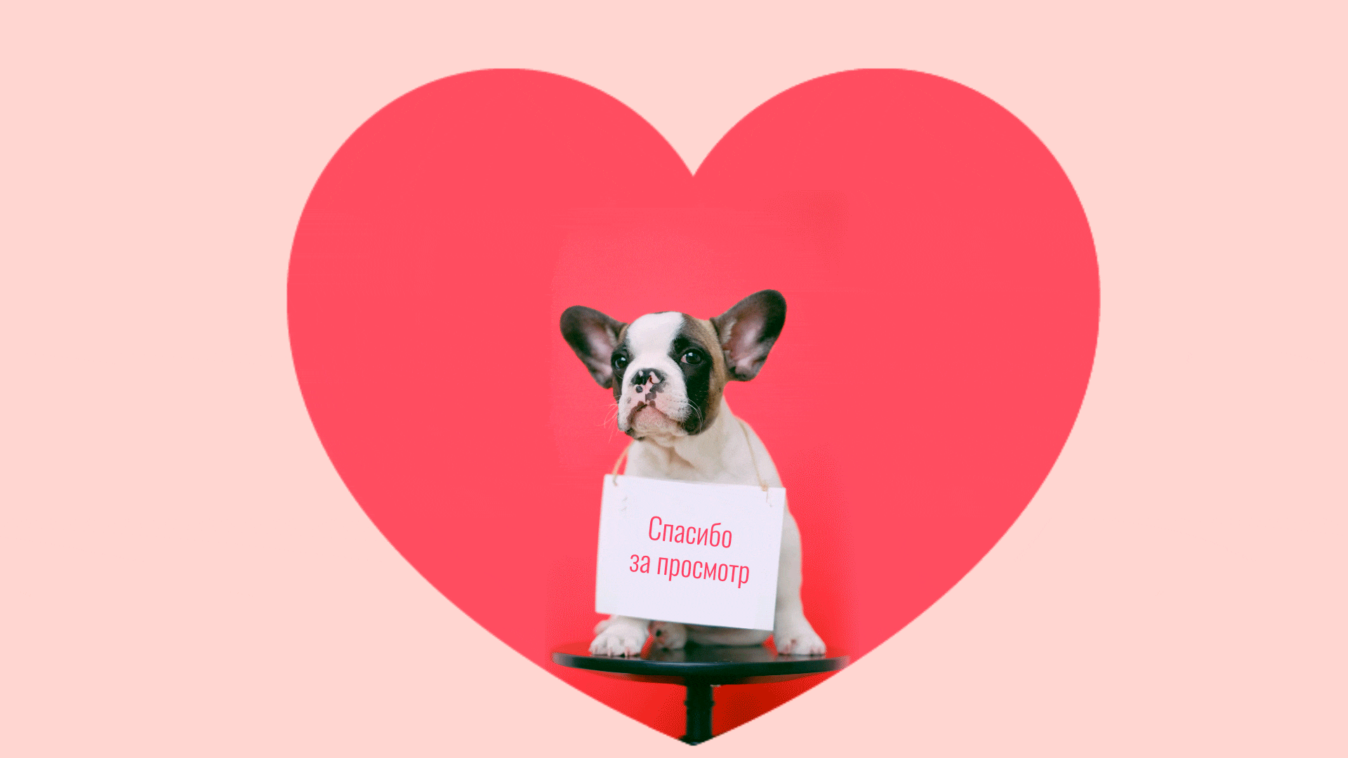 DogDoc Концепт сайта ветеринарной клиники — Изображение №11 — Интерфейсы, Анимация на Dprofile