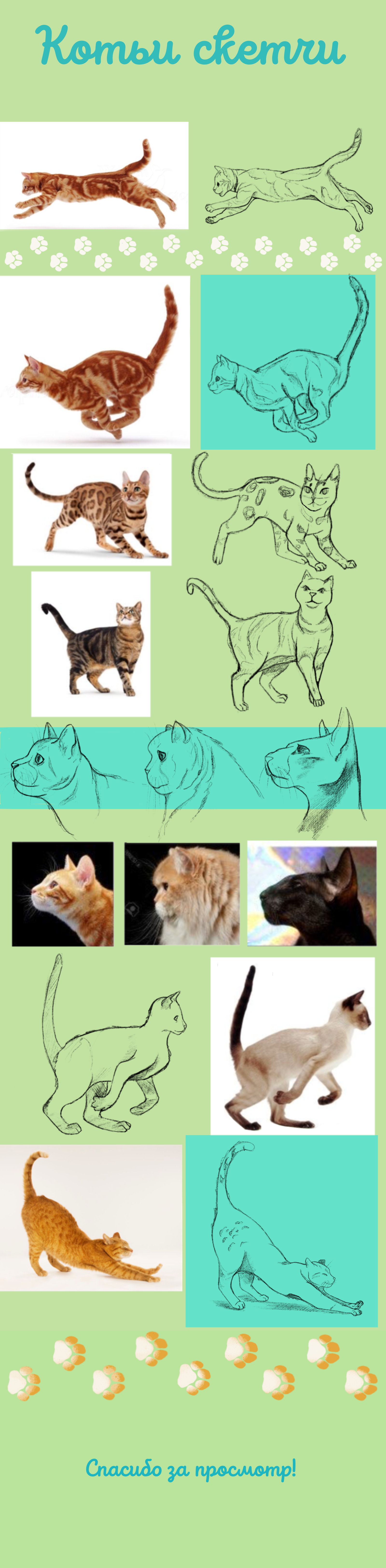 Скетчи котиков — Изображение №1 — Иллюстрация, Графика на Dprofile