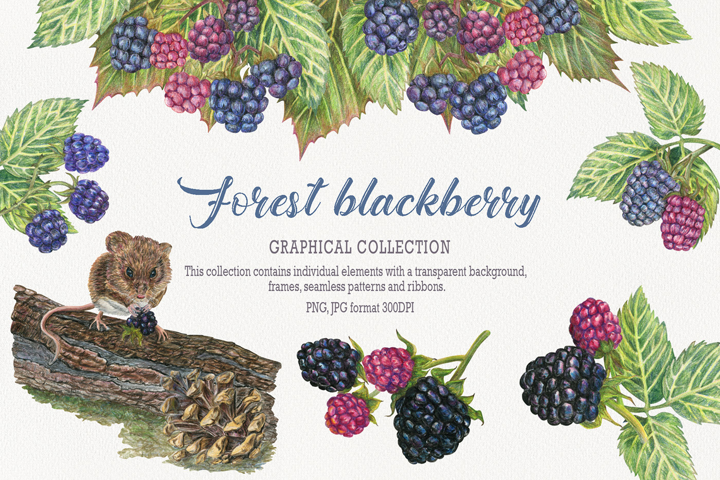 Forest Blackberry — Изображение №1 — Иллюстрация, Графика на Dprofile