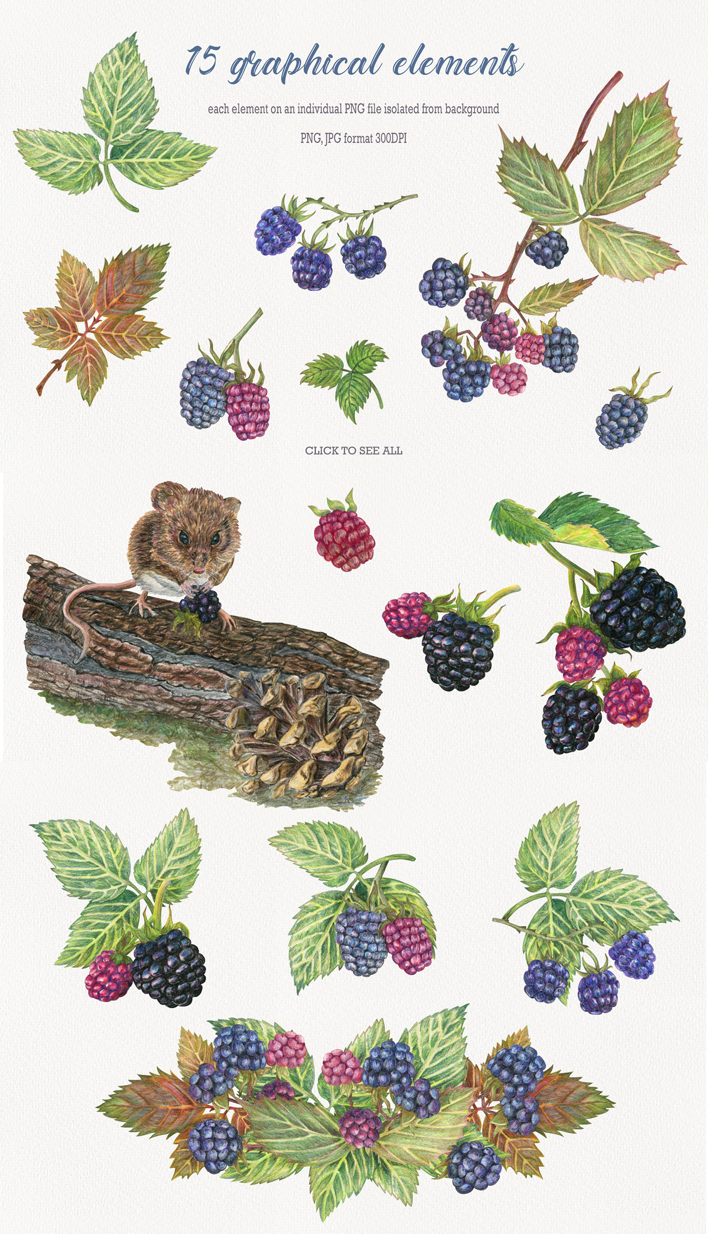 Forest Blackberry — Изображение №2 — Иллюстрация, Графика на Dprofile