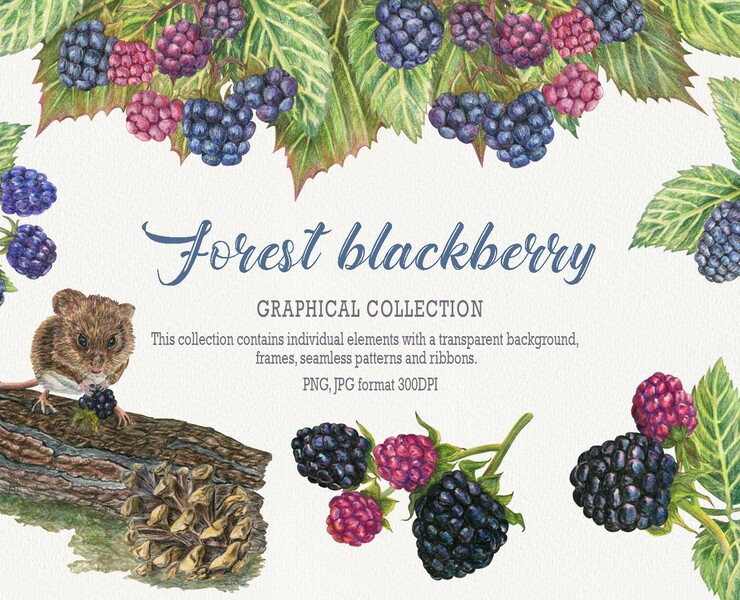 Forest Blackberry — Иллюстрация, Графика на Dprofile