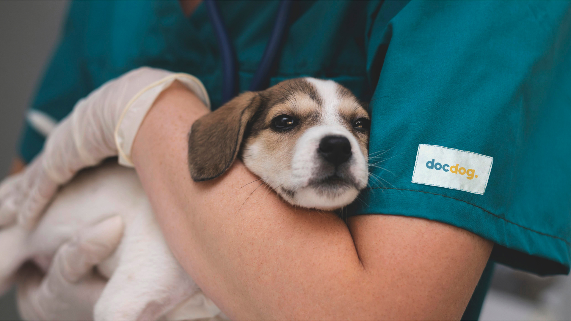 Логотип для ветеринарной клиники Docdog — Изображение №6 — Брендинг, Иллюстрация на Dprofile