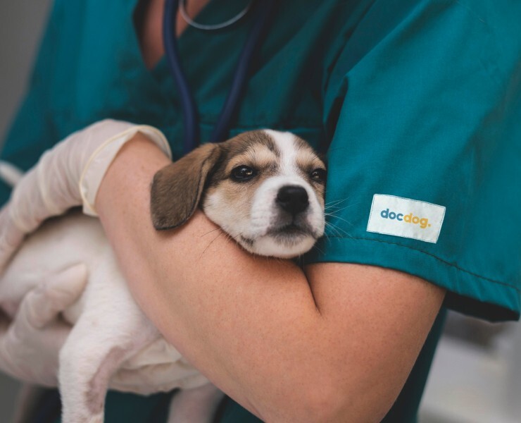 Логотип для ветеринарной клиники Docdog — Брендинг, Иллюстрация на Dprofile