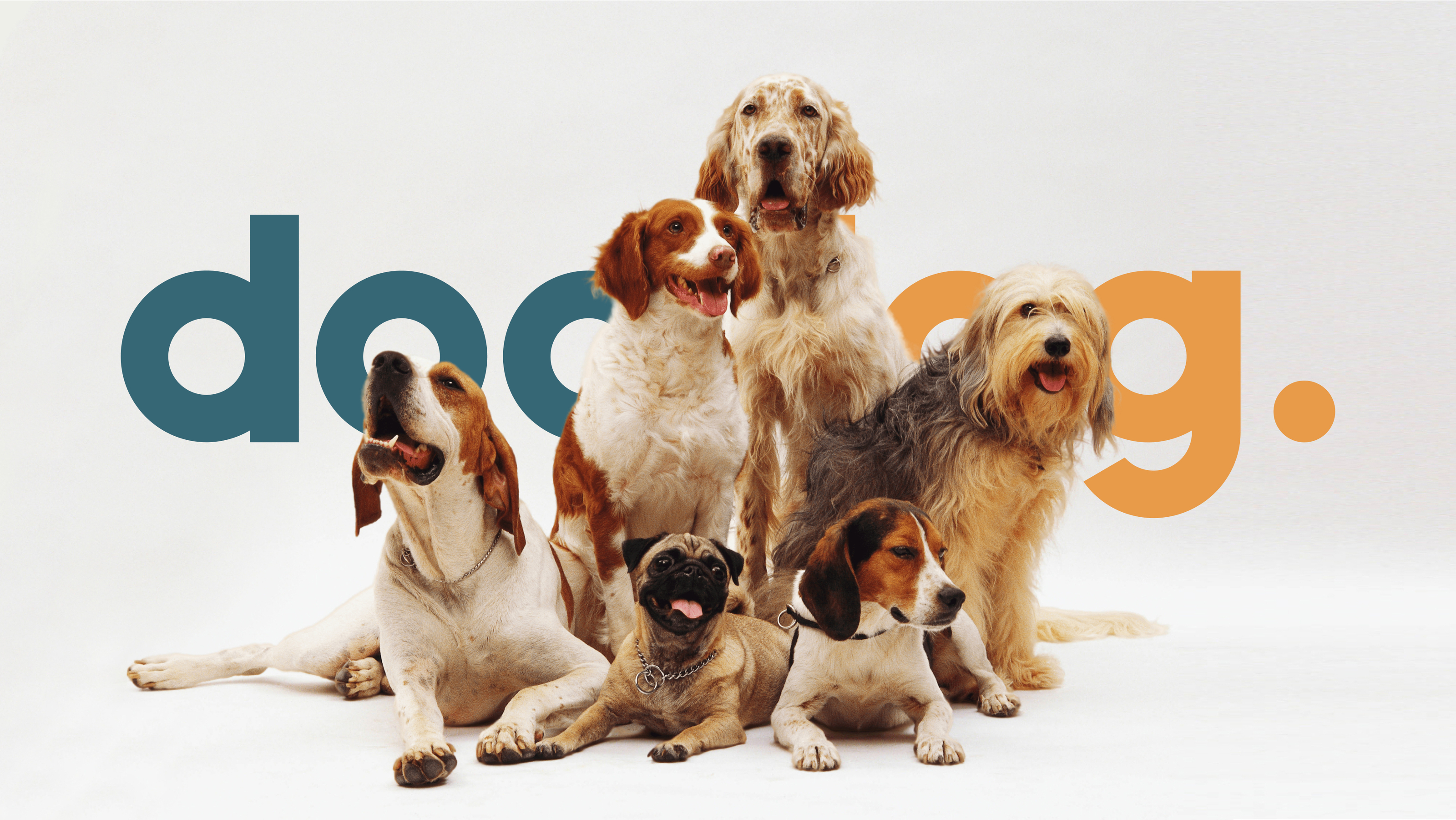 Логотип для ветеринарной клиники Docdog — Изображение №1 — Брендинг, Иллюстрация на Dprofile