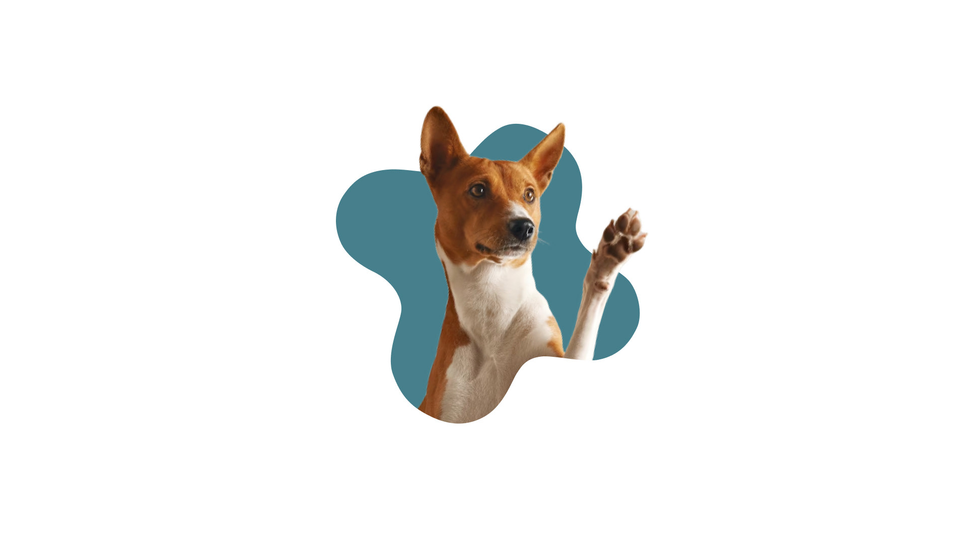 Логотип для ветеринарной клиники Docdog — Изображение №13 — Брендинг, Иллюстрация на Dprofile