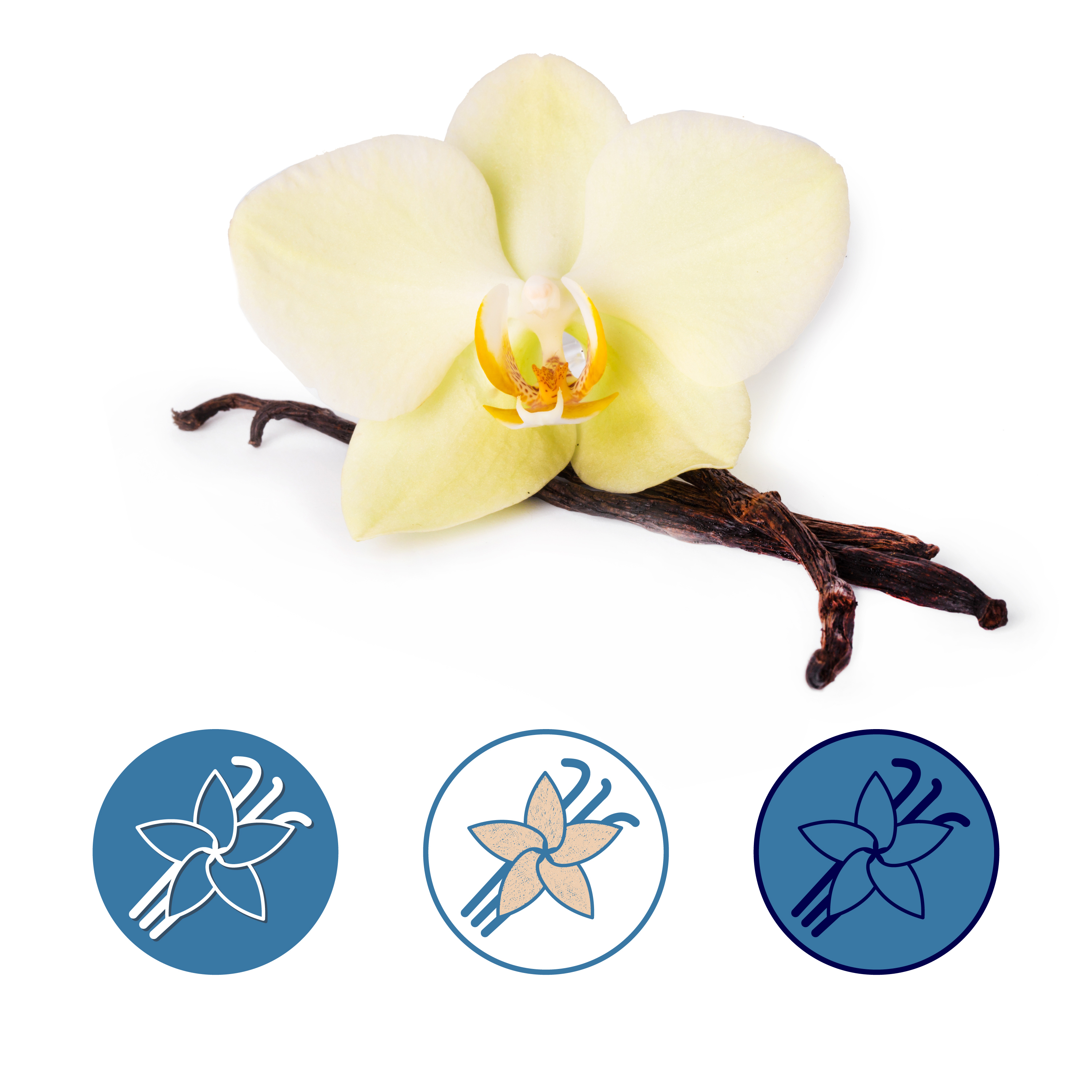 Simple icons for spices and herbs. — Изображение №6 — Брендинг, Иллюстрация на Dprofile