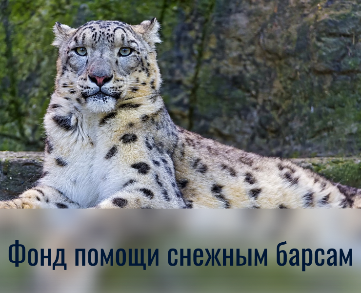 Фонд помощи снежным барсам (социальный проект) на Dprofile
