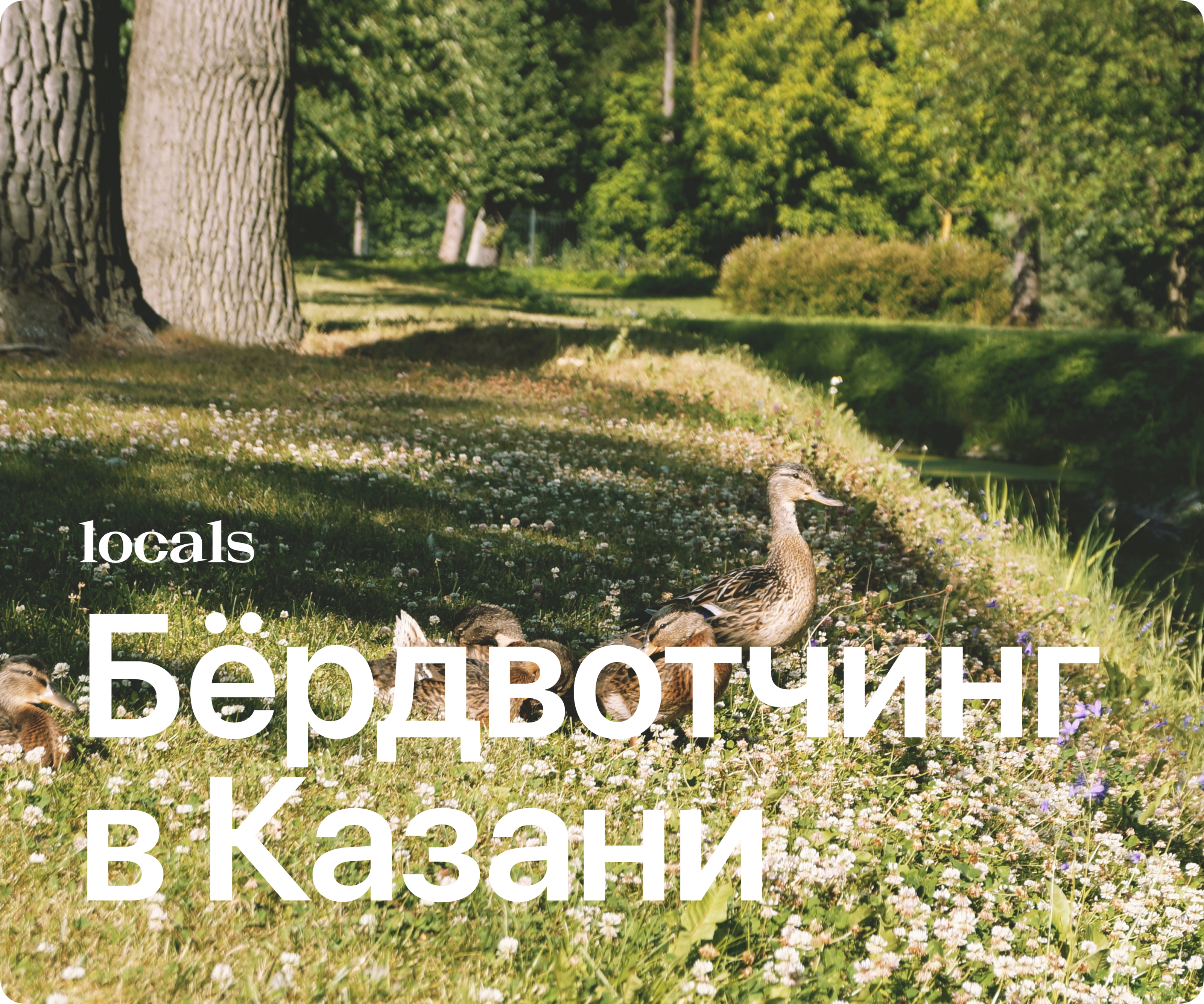 Locals - Travel App Design — Изображение №4 — Интерфейсы на Dprofile