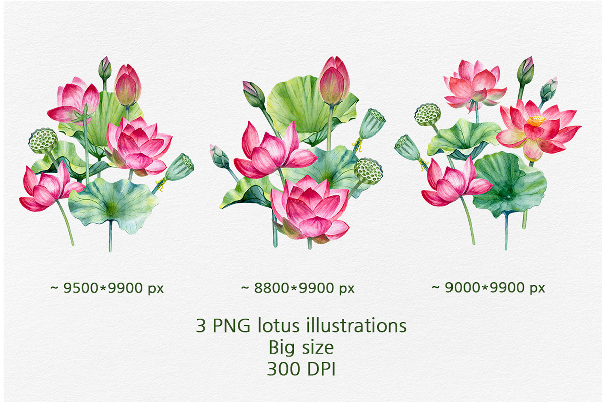 Lotus illustrations PNG — Изображение №2 — Иллюстрация, Графика на Dprofile