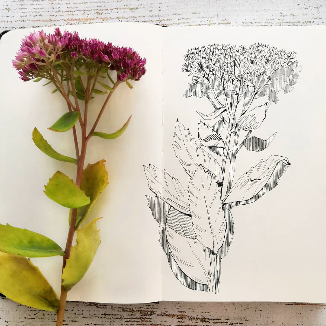 Botanical sketches — Изображение №13 — Иллюстрация, Графика на Dprofile