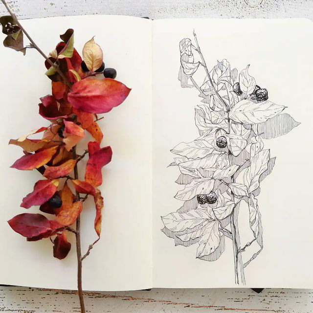 Botanical sketches — Изображение №7 — Иллюстрация, Графика на Dprofile