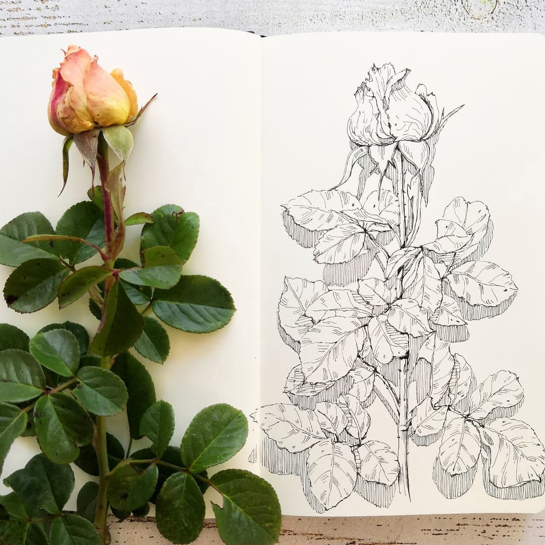 Botanical sketches — Изображение №10 — Иллюстрация, Графика на Dprofile