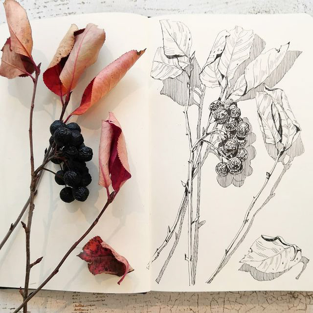 Botanical sketches — Изображение №15 — Иллюстрация, Графика на Dprofile