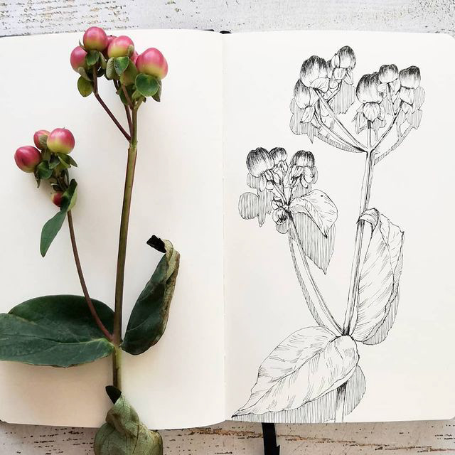 Botanical sketches — Изображение №19 — Иллюстрация, Графика на Dprofile