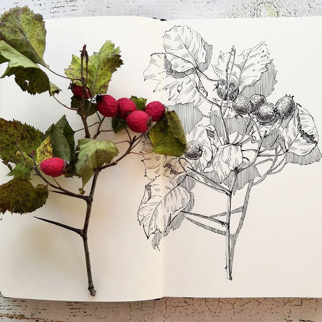 Botanical sketches — Изображение №16 — Иллюстрация, Графика на Dprofile