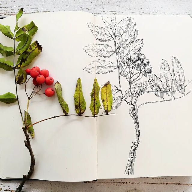 Botanical sketches — Изображение №3 — Иллюстрация, Графика на Dprofile