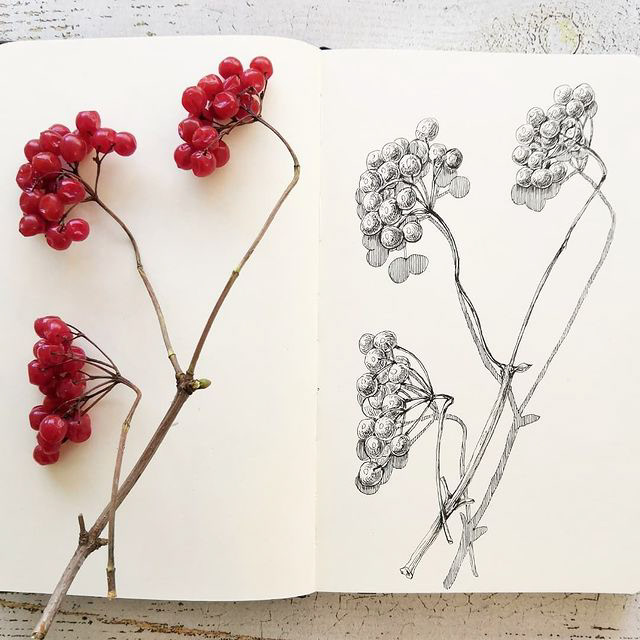 Botanical sketches — Изображение №18 — Иллюстрация, Графика на Dprofile