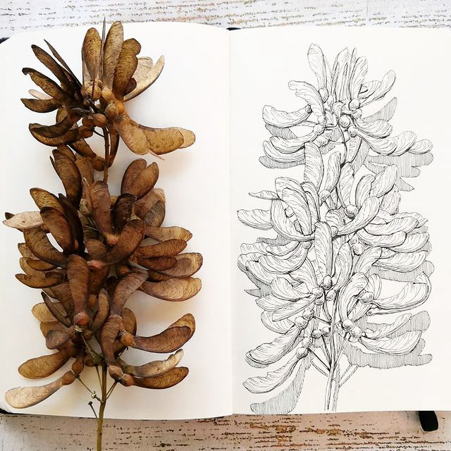 Botanical sketches — Изображение №21 — Иллюстрация, Графика на Dprofile