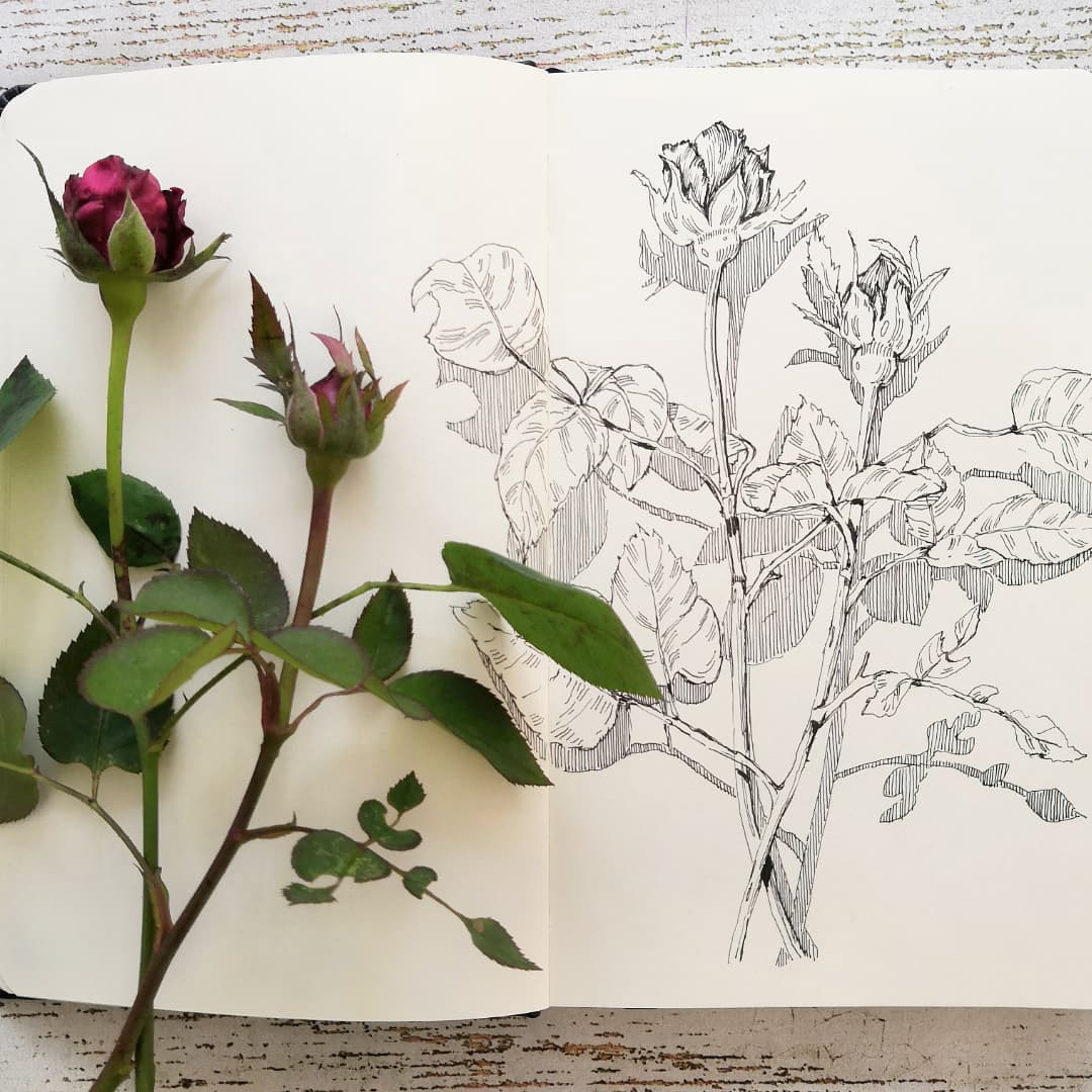 Botanical sketches — Изображение №11 — Иллюстрация, Графика на Dprofile