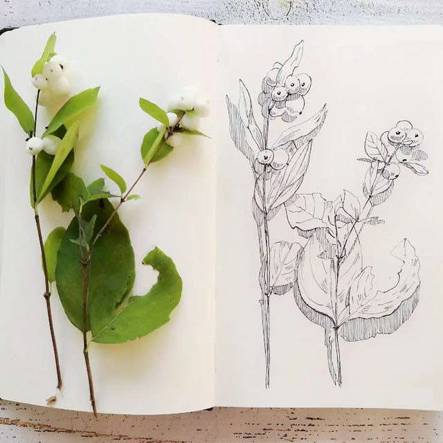 Botanical sketches — Изображение №4 — Иллюстрация, Графика на Dprofile