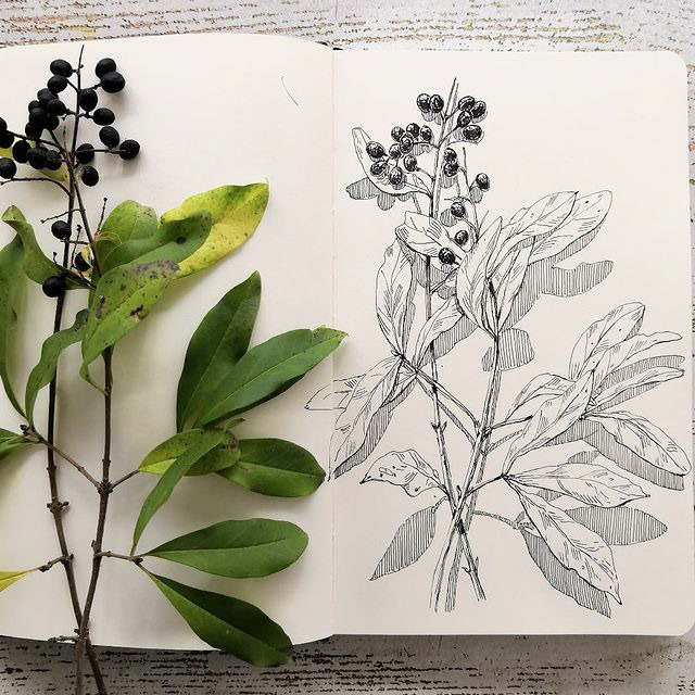 Botanical sketches — Изображение №6 — Иллюстрация, Графика на Dprofile