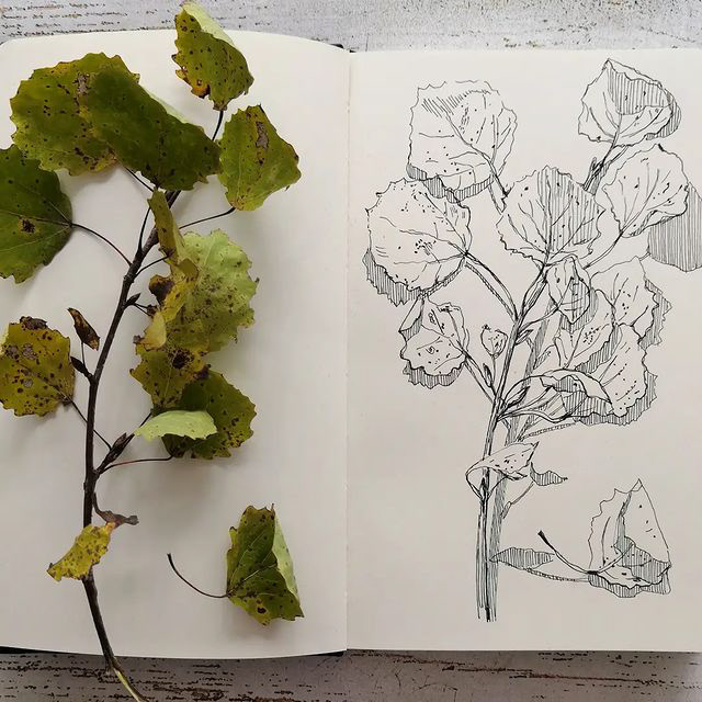 Botanical sketches — Изображение №5 — Иллюстрация, Графика на Dprofile