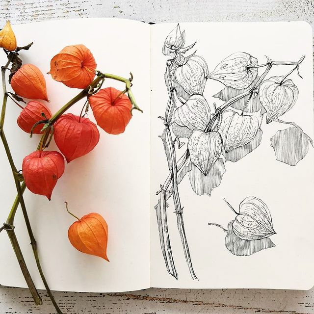 Botanical sketches — Изображение №17 — Иллюстрация, Графика на Dprofile