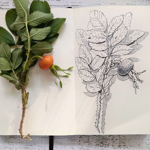 Botanical sketches — Изображение №14 — Иллюстрация, Графика на Dprofile