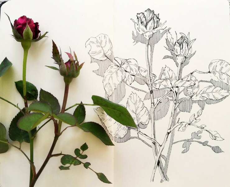 Botanical sketches — Иллюстрация, Графика на Dprofile