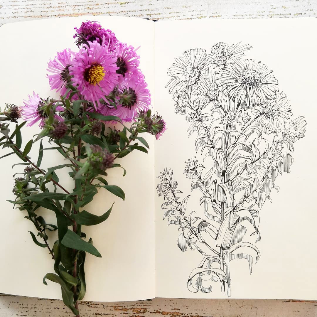 Botanical sketches — Изображение №12 — Иллюстрация, Графика на Dprofile