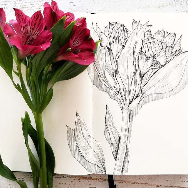 Botanical sketches — Изображение №22 — Иллюстрация, Графика на Dprofile