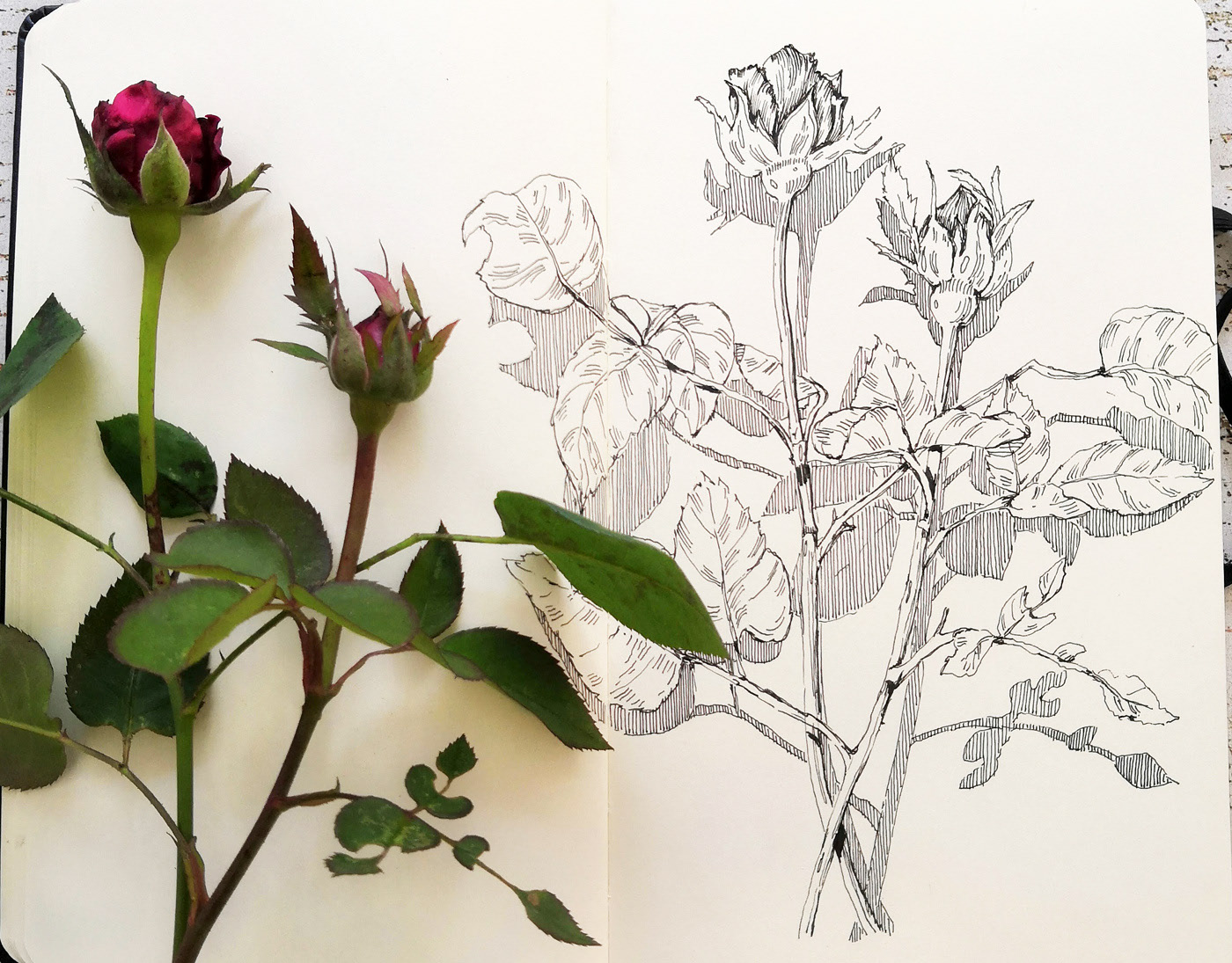 Botanical sketches — Изображение №1 — Иллюстрация, Графика на Dprofile