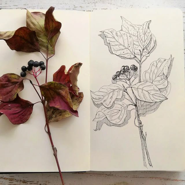 Botanical sketches — Изображение №2 — Иллюстрация, Графика на Dprofile