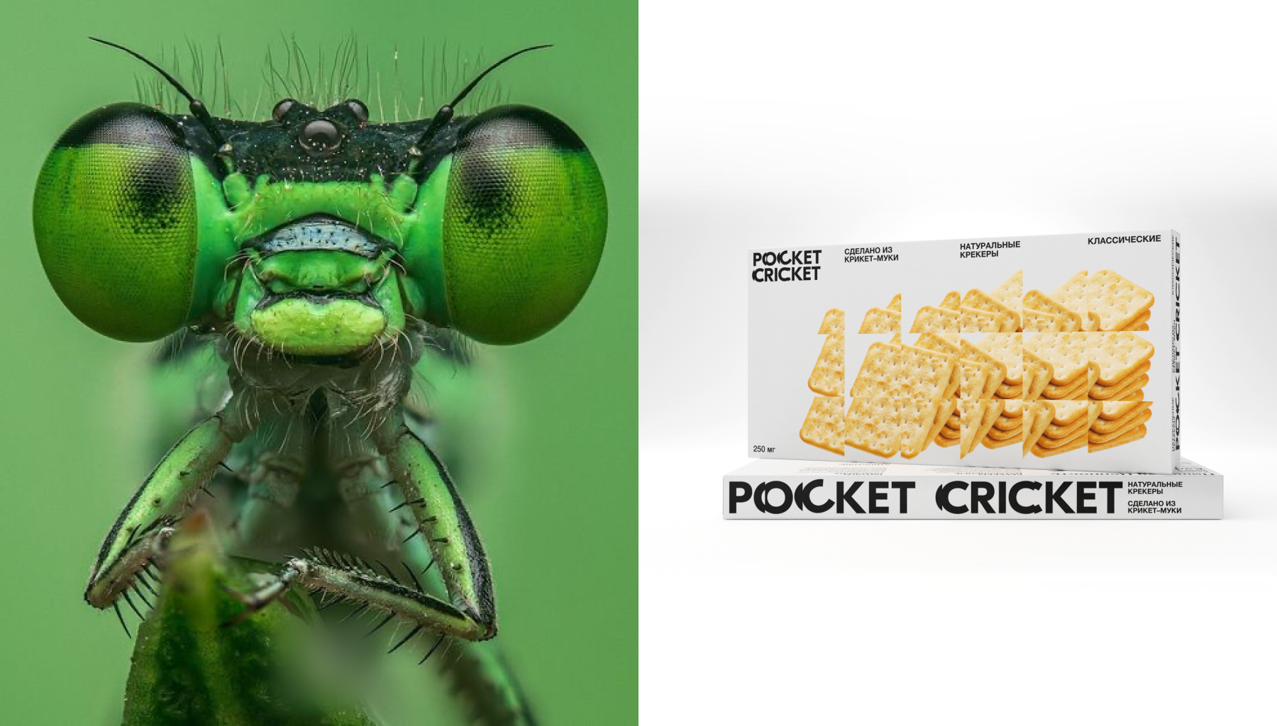 Pocket Cricket — Изображение №1 — Брендинг, 3D на Dprofile