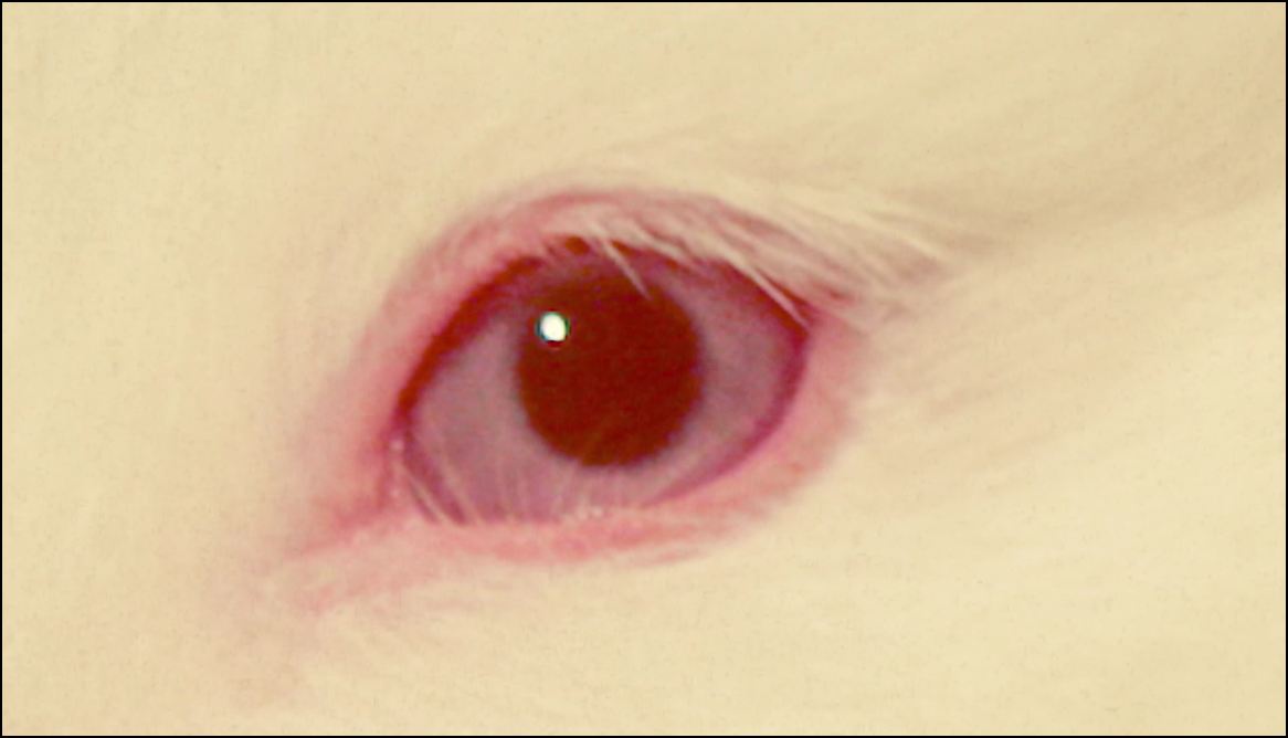 брендинг для альбома xvostik "Forest Eyes" — Изображение №23 — Брендинг, Графика на Dprofile