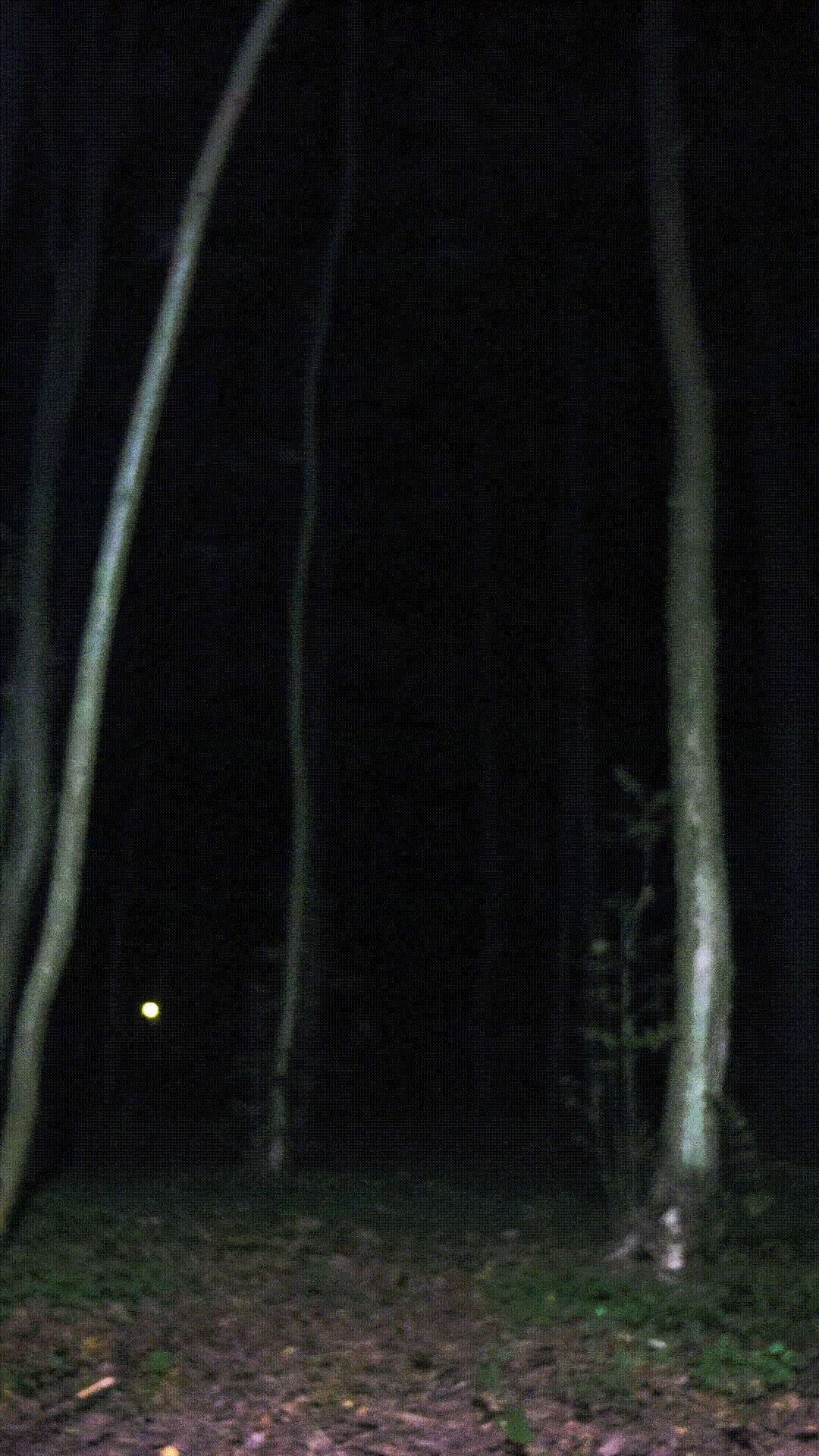 брендинг для альбома xvostik "Forest Eyes" — Изображение №17 — Брендинг, Графика на Dprofile