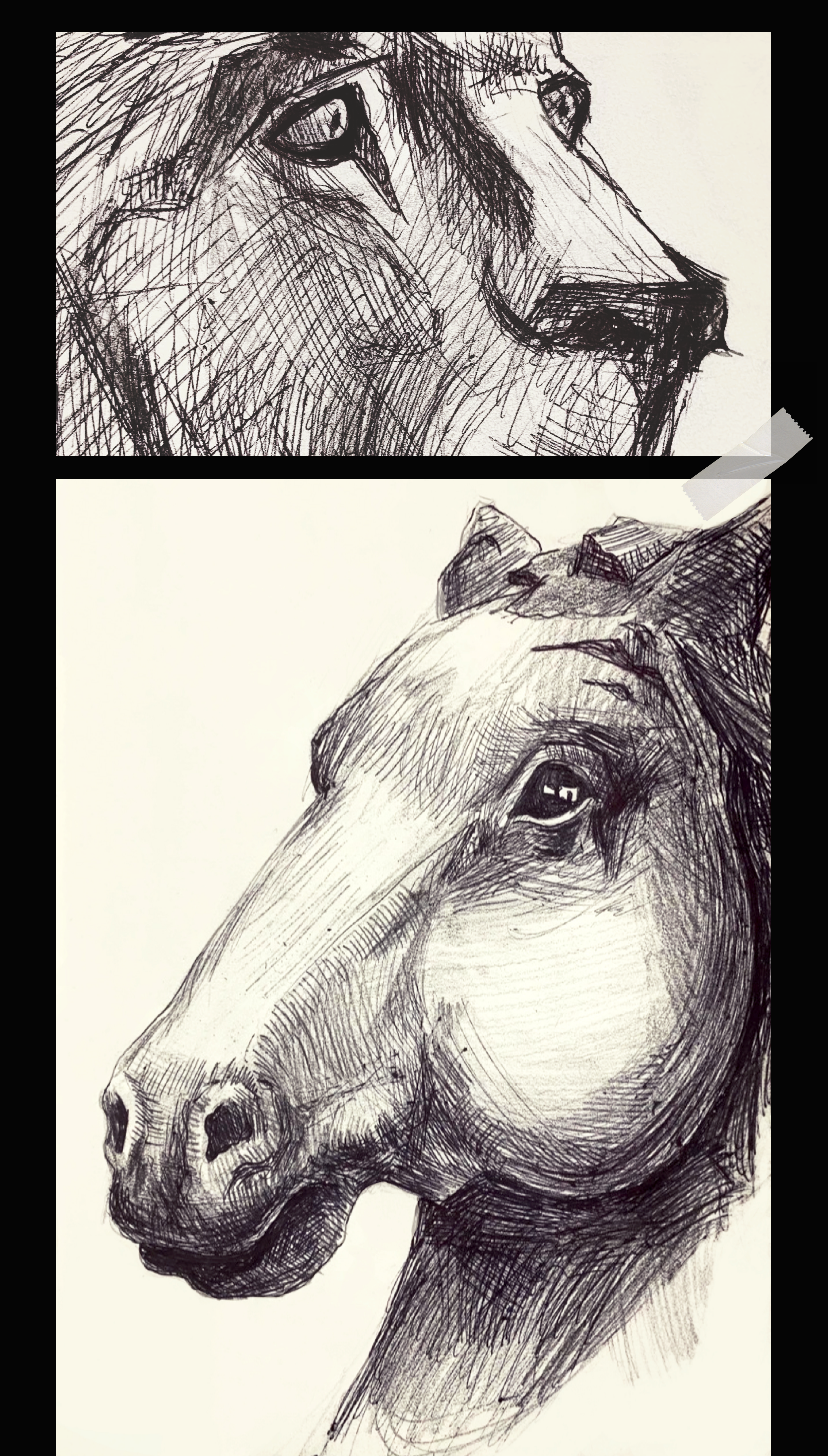 Animal sketches 2022 — Изображение №7 — Иллюстрация на Dprofile