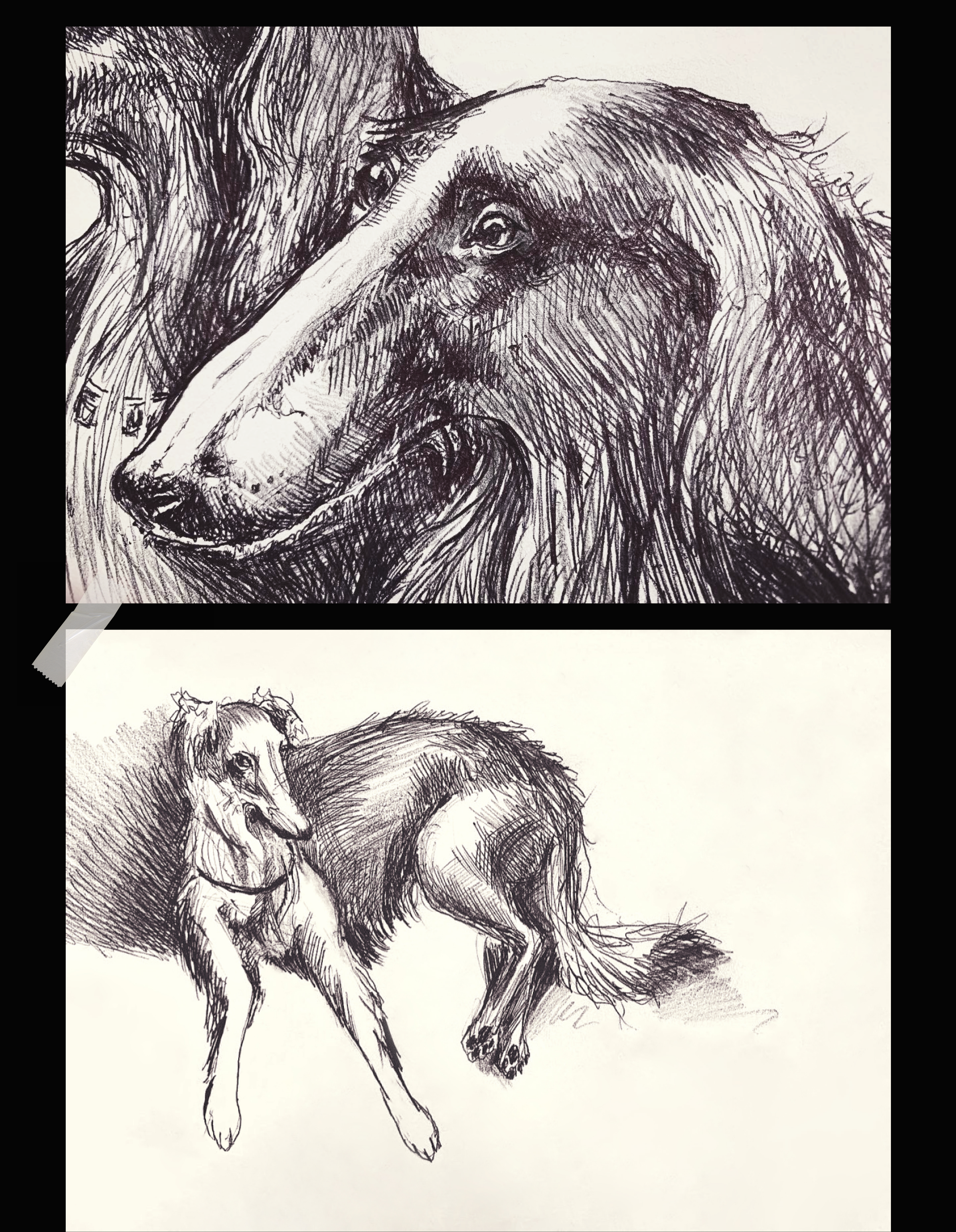 Animal sketches 2022 — Изображение №3 — Иллюстрация на Dprofile