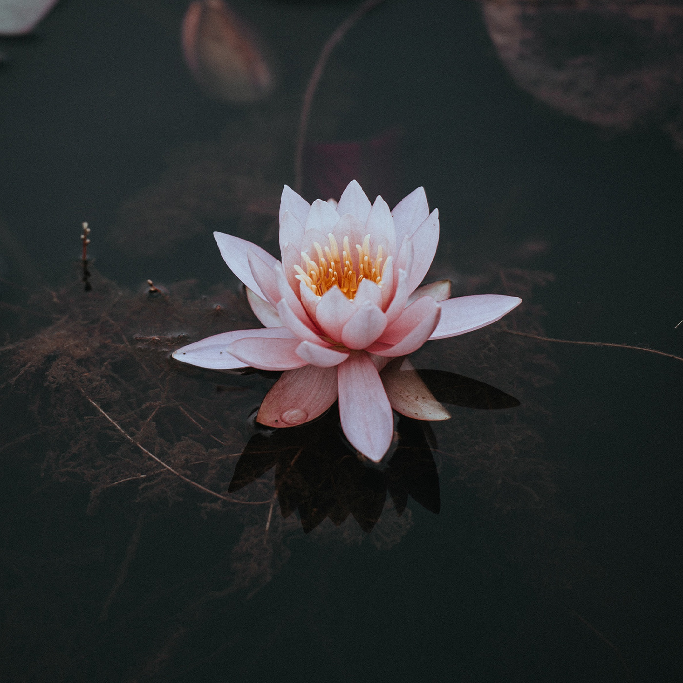 Дом у Озера — Изображение №4 — Брендинг, Маркетинг на Dprofile