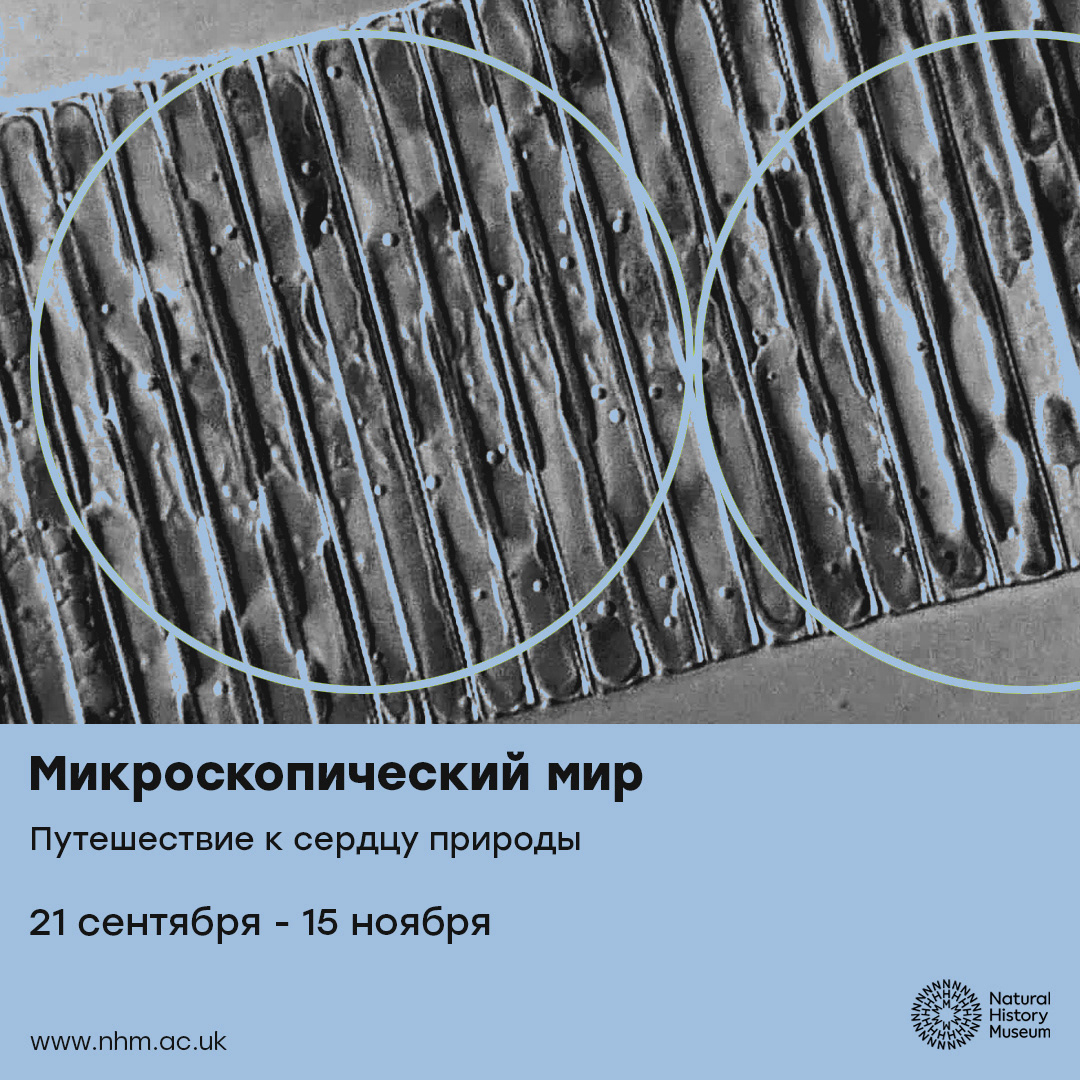Музей Естественной Истории / Natural History Museum — Изображение №15 — Графика, Маркетинг на Dprofile