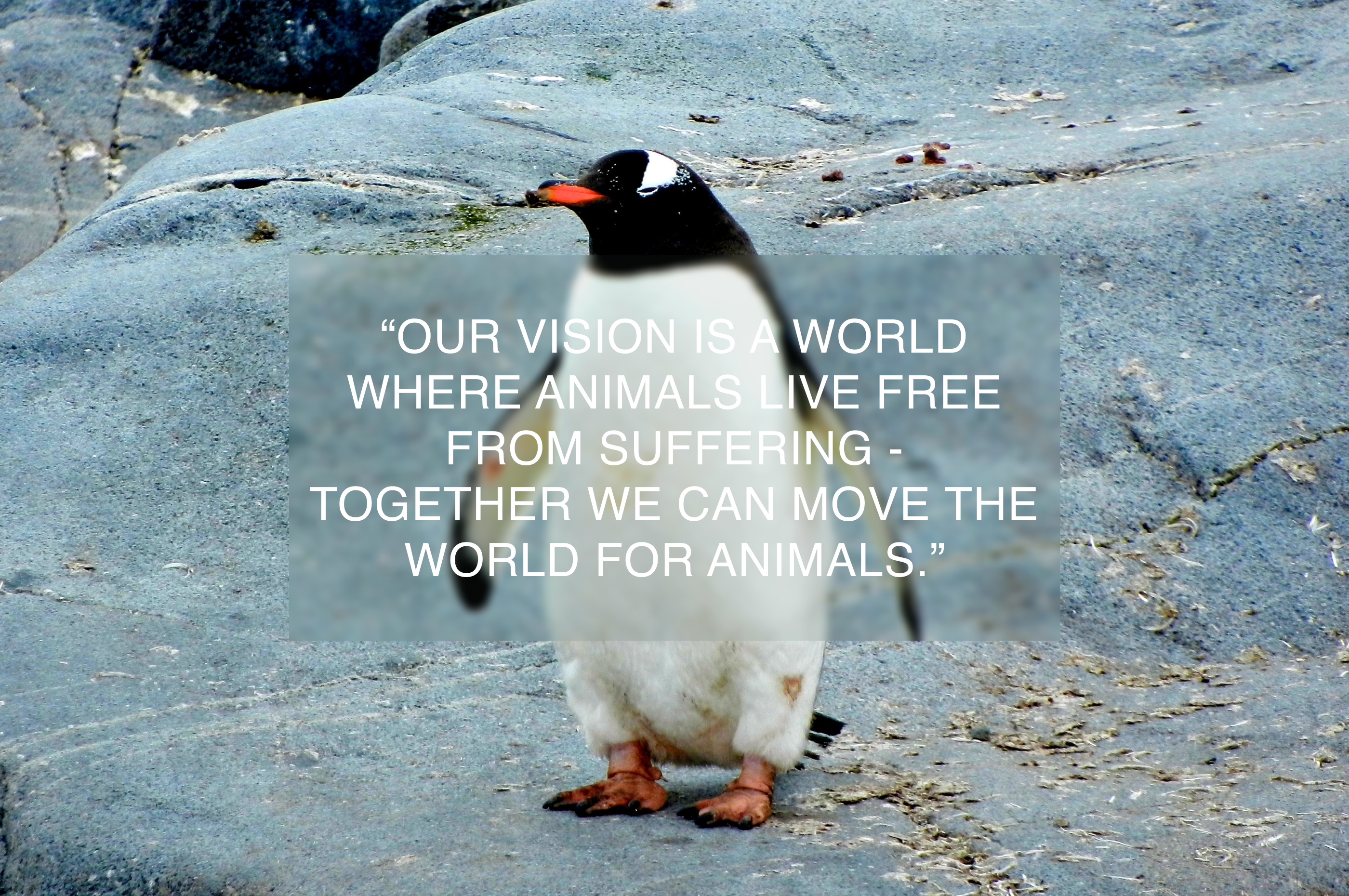 World Animal Protection — Website Concept — Изображение №7 — Интерфейсы на Dprofile