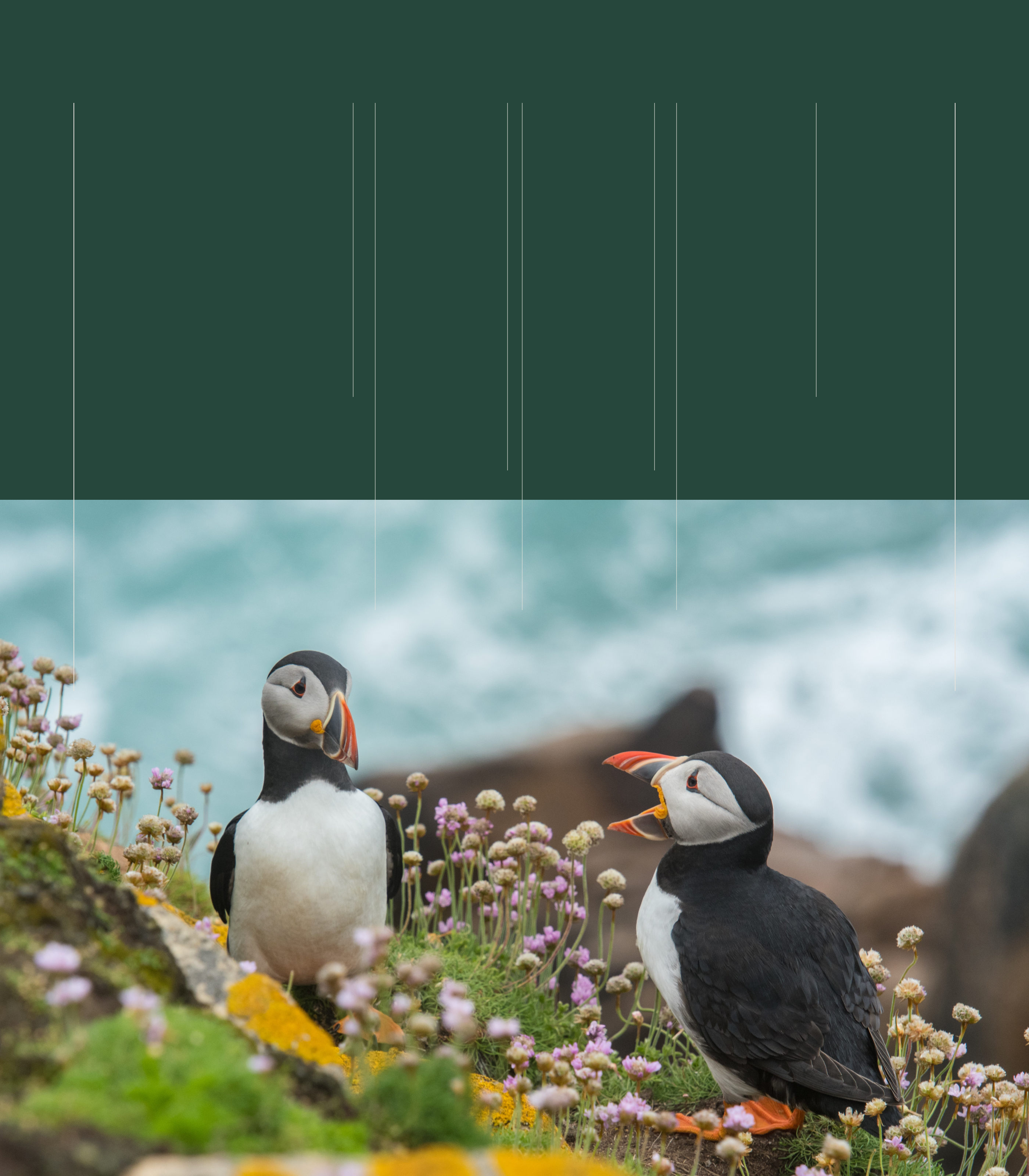 World Animal Protection — Website Concept — Изображение №4 — Интерфейсы на Dprofile