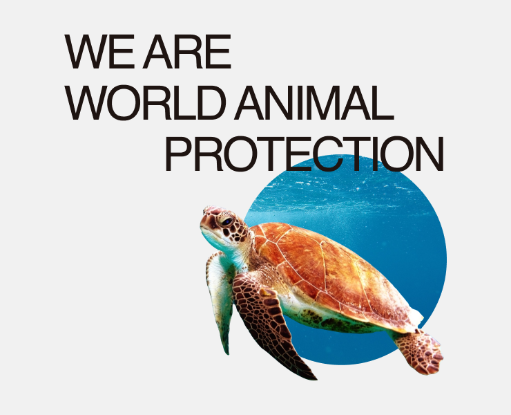 World Animal Protection — Website Concept — Интерфейсы на Dprofile
