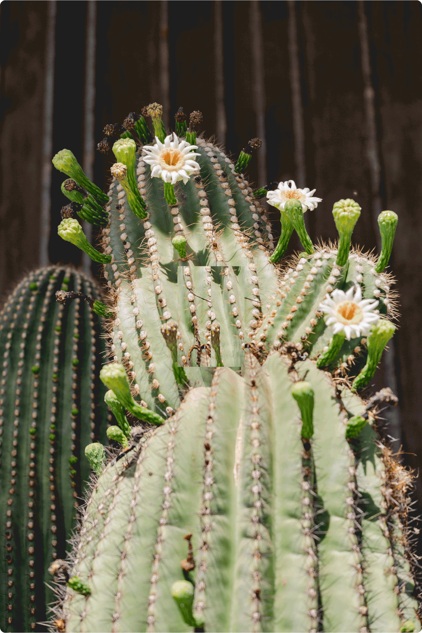 Cactus - айдентика для цветочной студии — Изображение №10 — Брендинг на Dprofile